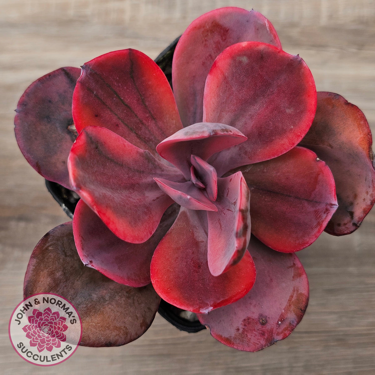 Echeveria 'Angel Wings' Variegated