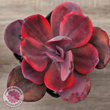 Load image into Gallery viewer, Echeveria Angel Wings Variegated
