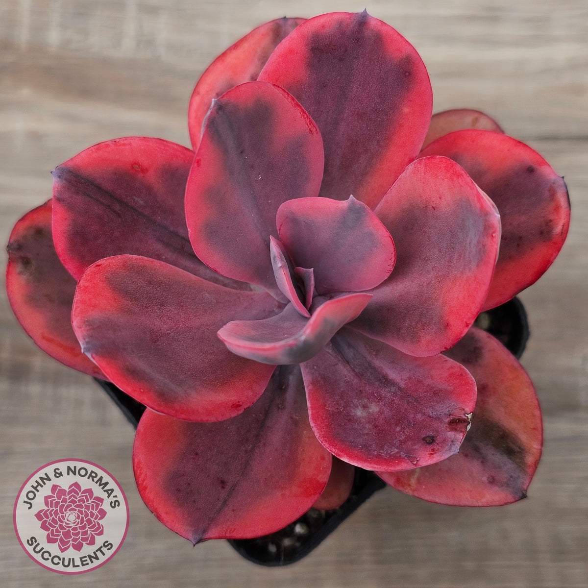 Echeveria 'Angel Wings' Variegated