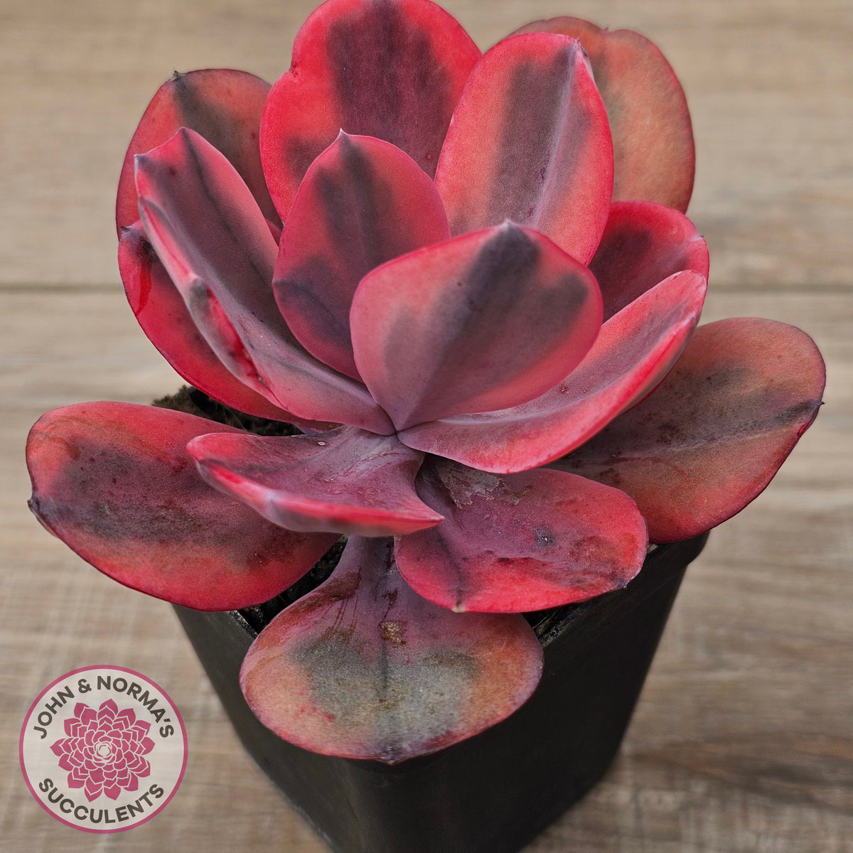 Echeveria 'Angel Wings' Variegated