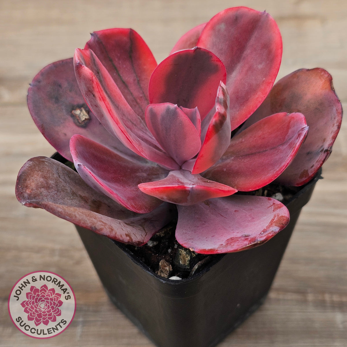 Echeveria 'Angel Wings' Variegated