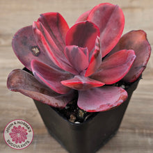 Load image into Gallery viewer, Echeveria Angel Wings Variegated
