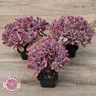 Echeveria 'Angel Wings' Variegata Crested (Large)