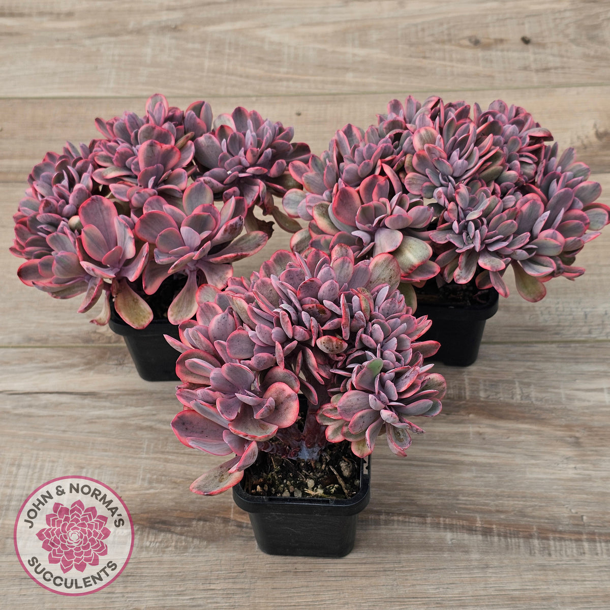 Echeveria 'Angel Wings' Variegata Crested (Large)