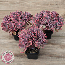 Load image into Gallery viewer, Echeveria 'Angel Wings' Variegata Crested (Large)
