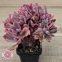 Load image into Gallery viewer, Echeveria 'Angel Wings' Variegata Crested (Large)
