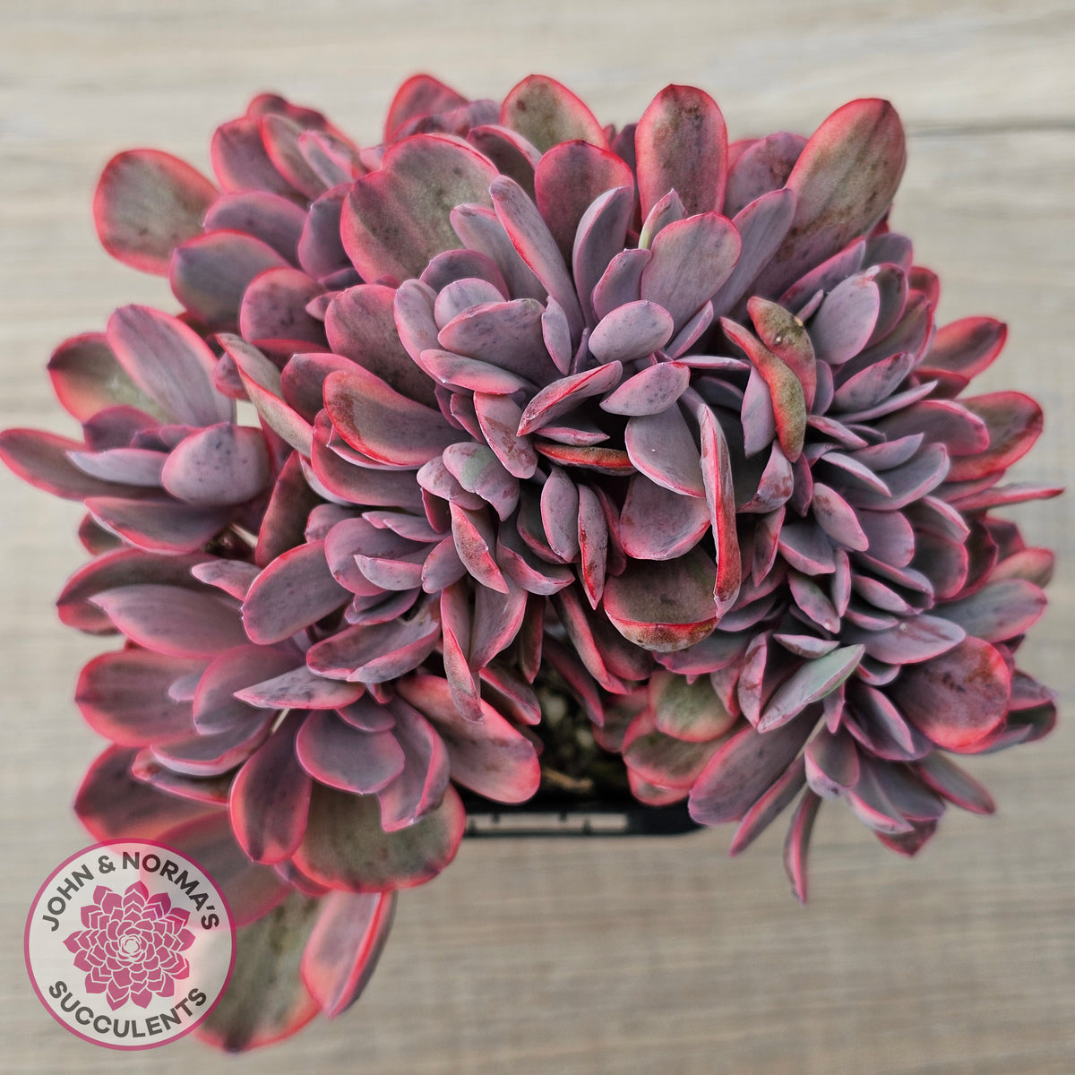 Echeveria 'Angel Wings' Variegata Crested (Large)