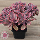 Echeveria 'Angel Wings' Variegata Crested (Large)