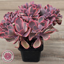 Load image into Gallery viewer, Echeveria 'Angel Wings' Variegata Crested (Large)
