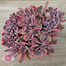 Load image into Gallery viewer, Echeveria 'Angel Wings' Variegata Crested (Large)
