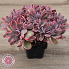 Echeveria 'Angel Wings' Variegata Crested (Large)