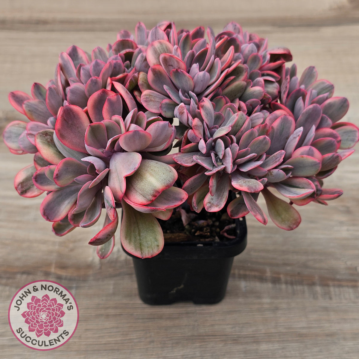Echeveria 'Angel Wings' Variegata Crested (Large)