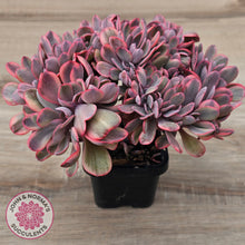 Load image into Gallery viewer, Echeveria 'Angel Wings' Variegata Crested (Large)
