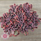Echeveria 'Angel Wings' Variegata Crested (Large)