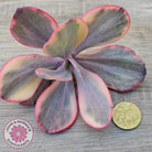 Echeveria 'Angel Wings' Variegated Cuttings