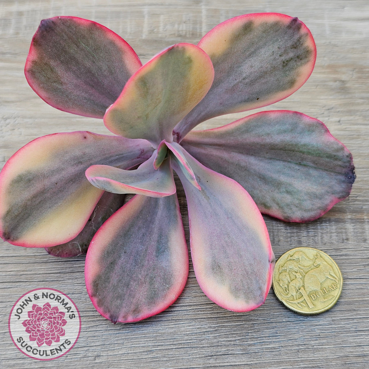 Echeveria 'Angel Wings' Variegated Cuttings
