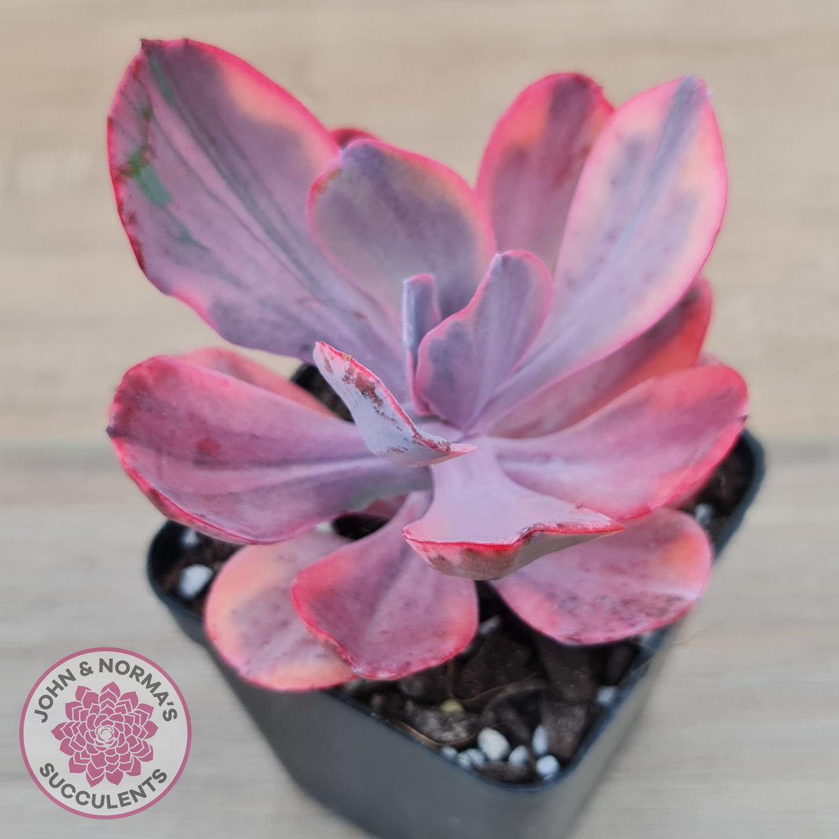Echeveria 'Angel Wings' Variegated