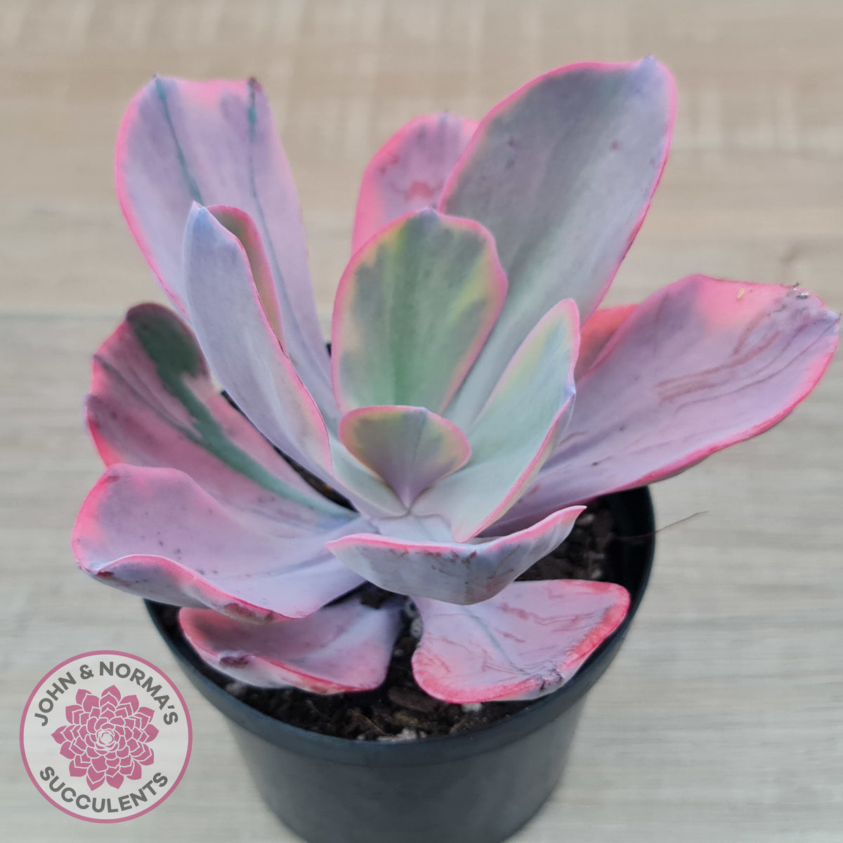 Echeveria 'Angel Wings' Variegated