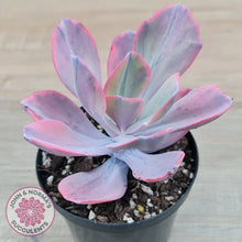 Load image into Gallery viewer, Echeveria Angel Wings Variegated
