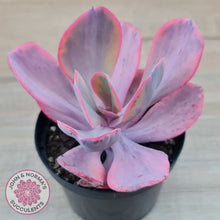 Load image into Gallery viewer, Echeveria Angel Wings Variegated
