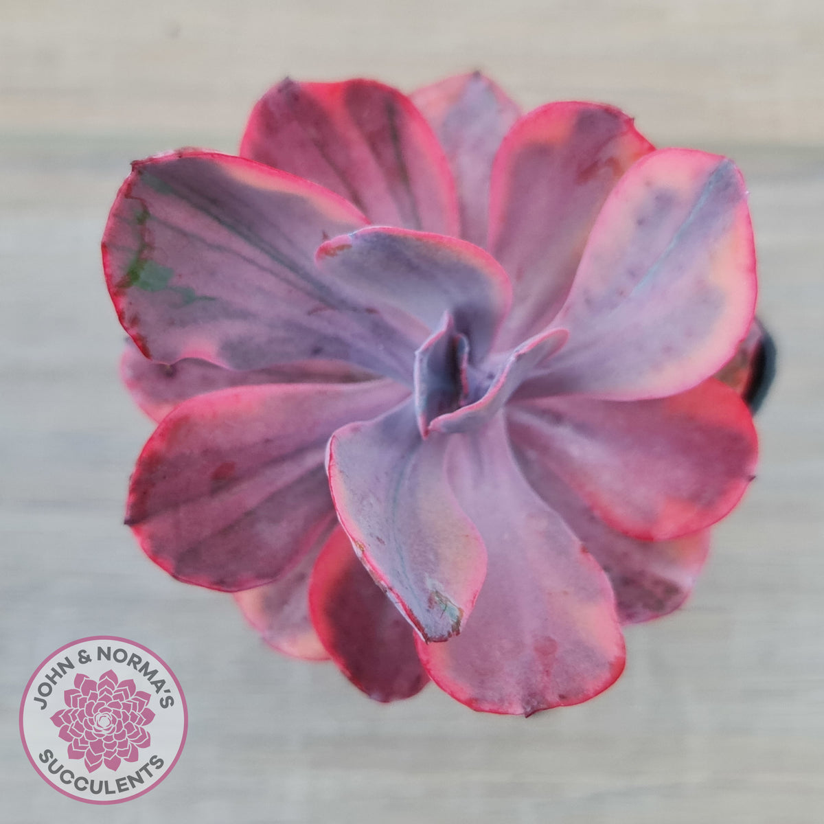 Echeveria 'Angel Wings' Variegated