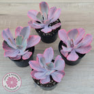 Echeveria 'Angel Wings' Variegated