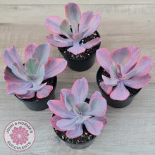 Load image into Gallery viewer, Echeveria Angel Wings Variegated
