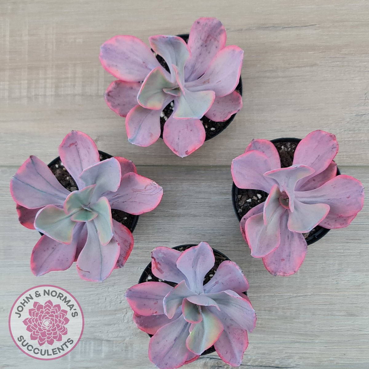 Echeveria 'Angel Wings' Variegated