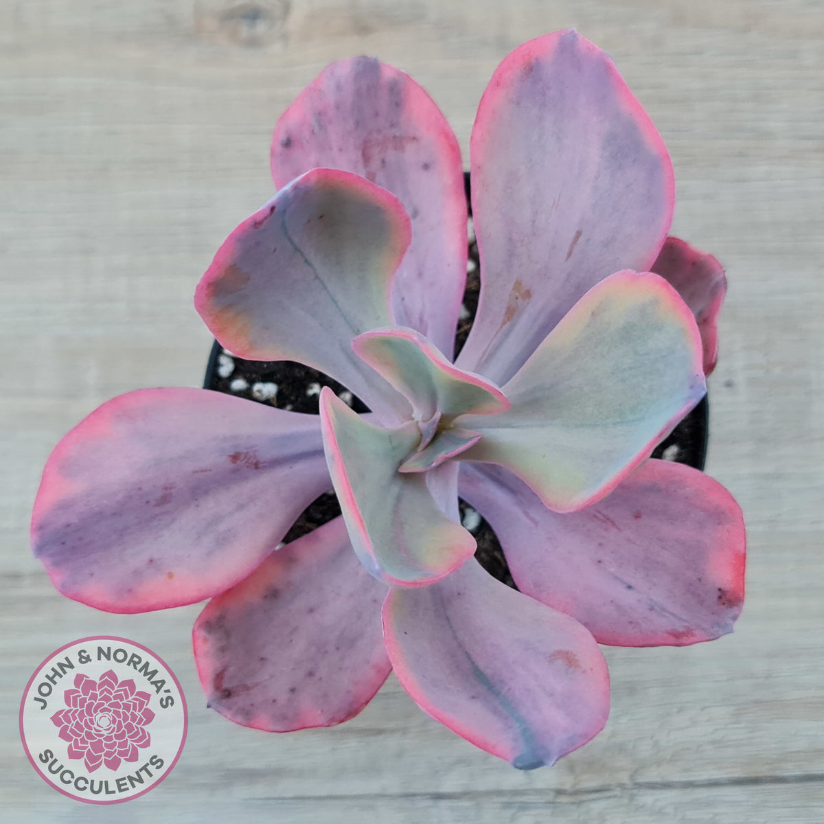 Echeveria 'Angel Wings' Variegated