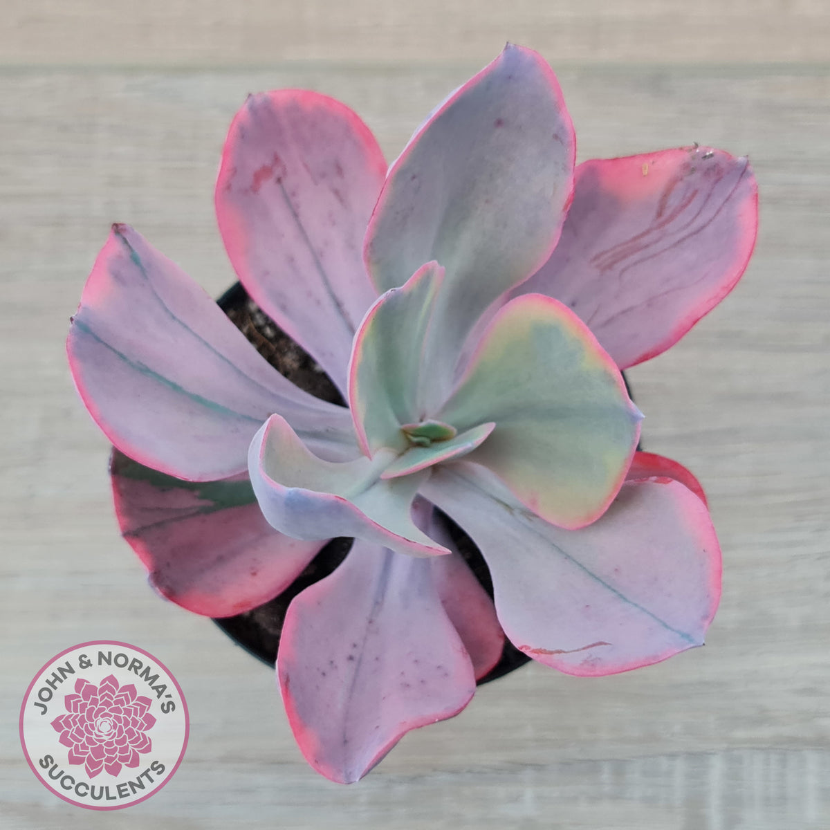 Echeveria 'Angel Wings' Variegated