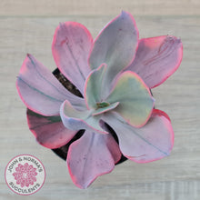 Load image into Gallery viewer, Echeveria Angel Wings Variegated
