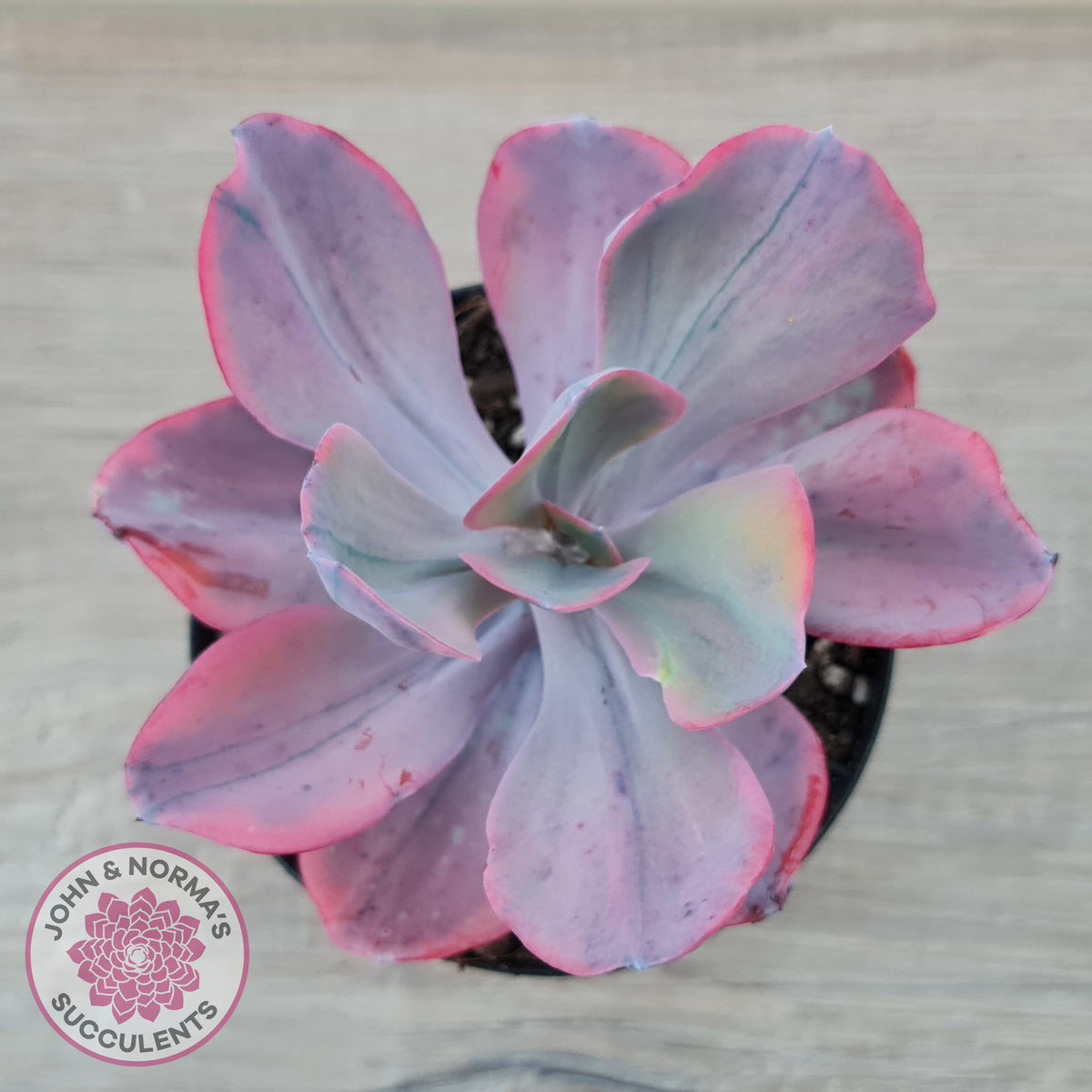 Echeveria 'Angel Wings' Variegated