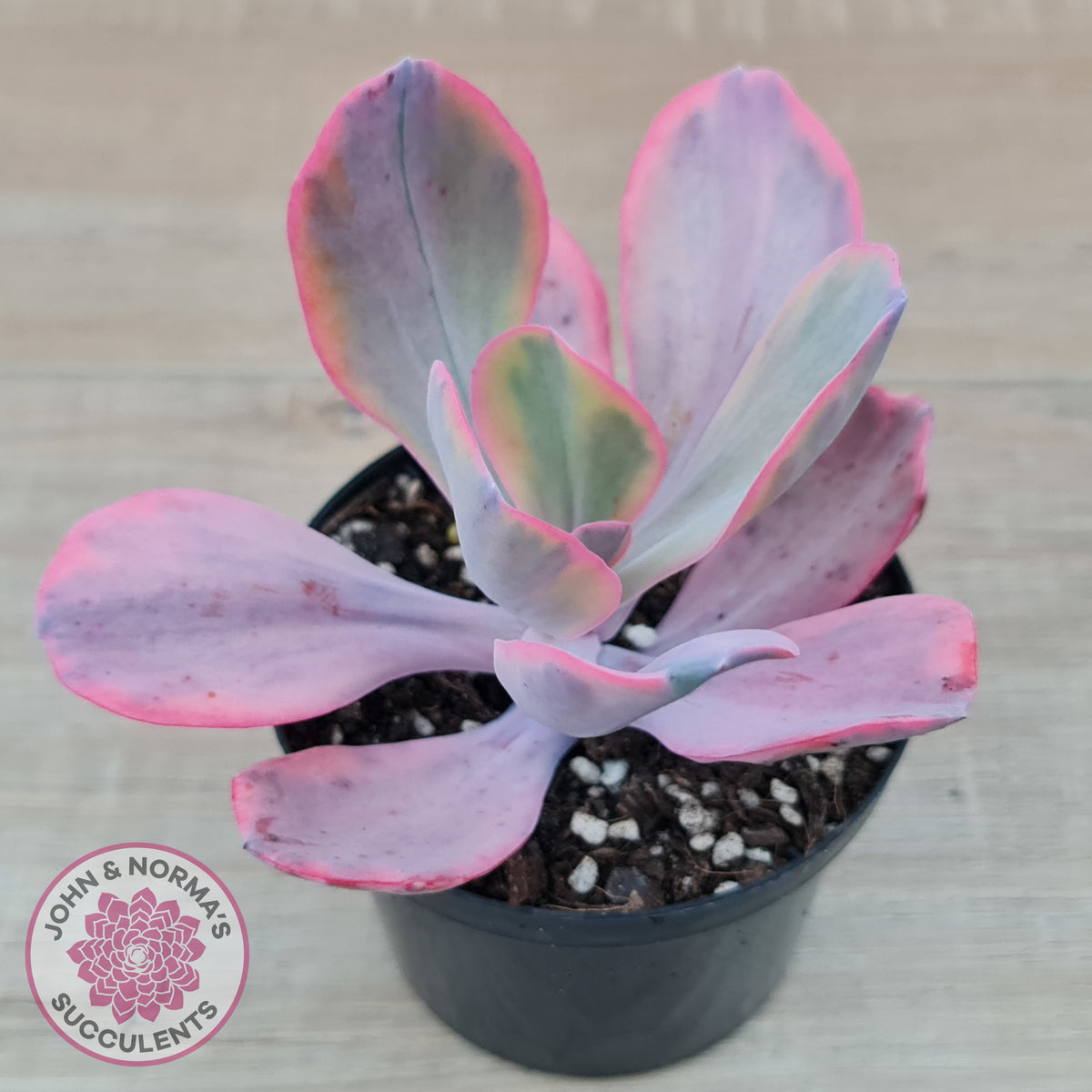 Echeveria 'Angel Wings' Variegated