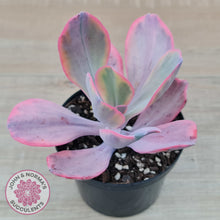 Load image into Gallery viewer, Echeveria Angel Wings Variegated
