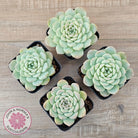 Echeveria 'Apparition'