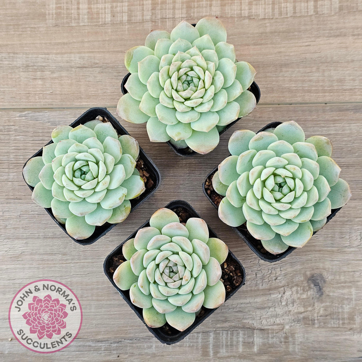 Echeveria 'Apparition'