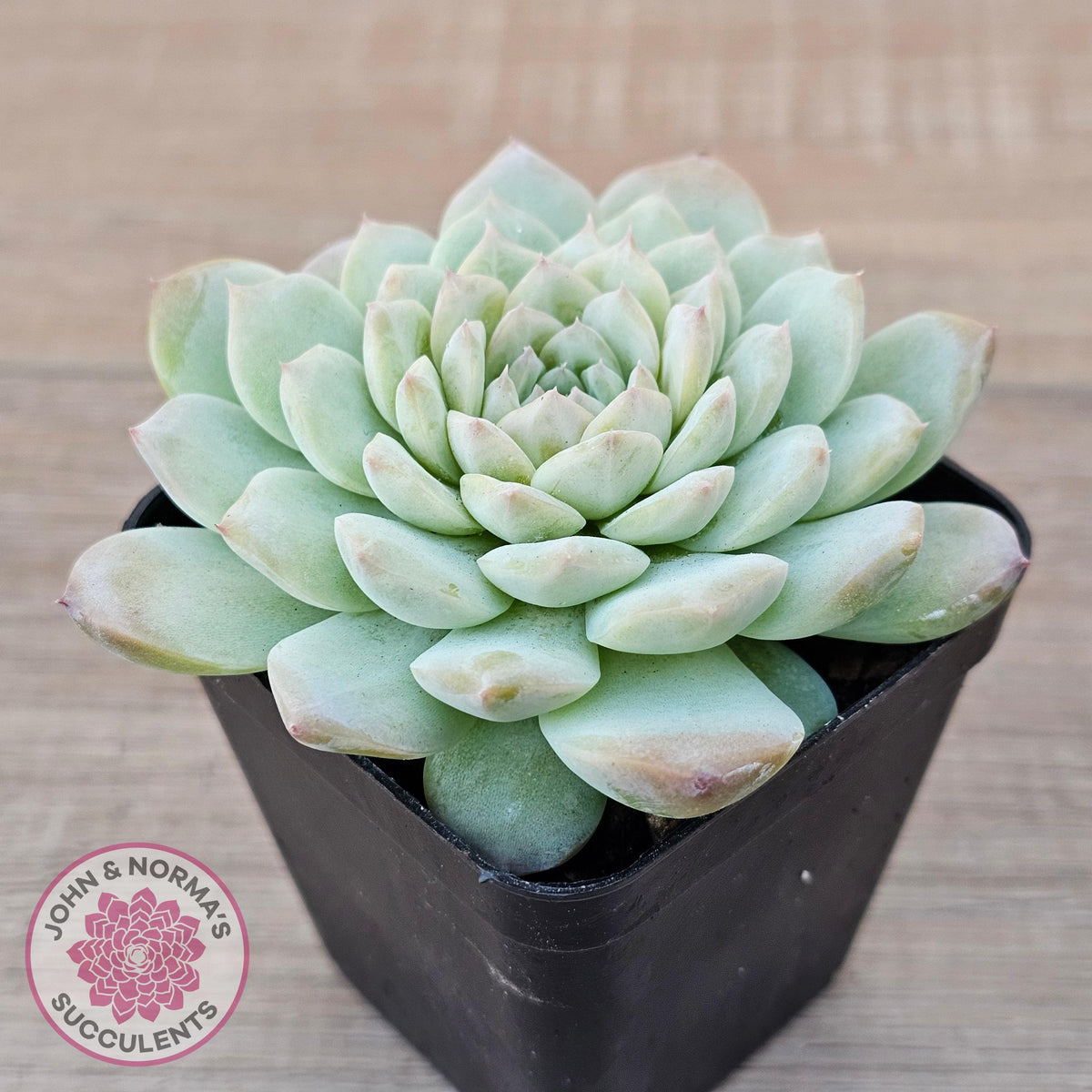 Echeveria 'Apparition'