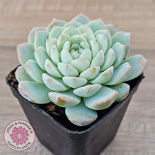 Load image into Gallery viewer, Echeveria &#39;Apparition&#39; - John &amp; Norma&#39;s Succulents Australia
