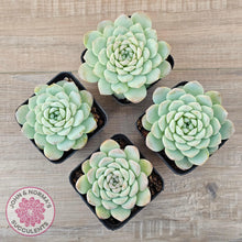 Load image into Gallery viewer, Echeveria &#39;Apparition&#39; - John &amp; Norma&#39;s Succulents Australia
