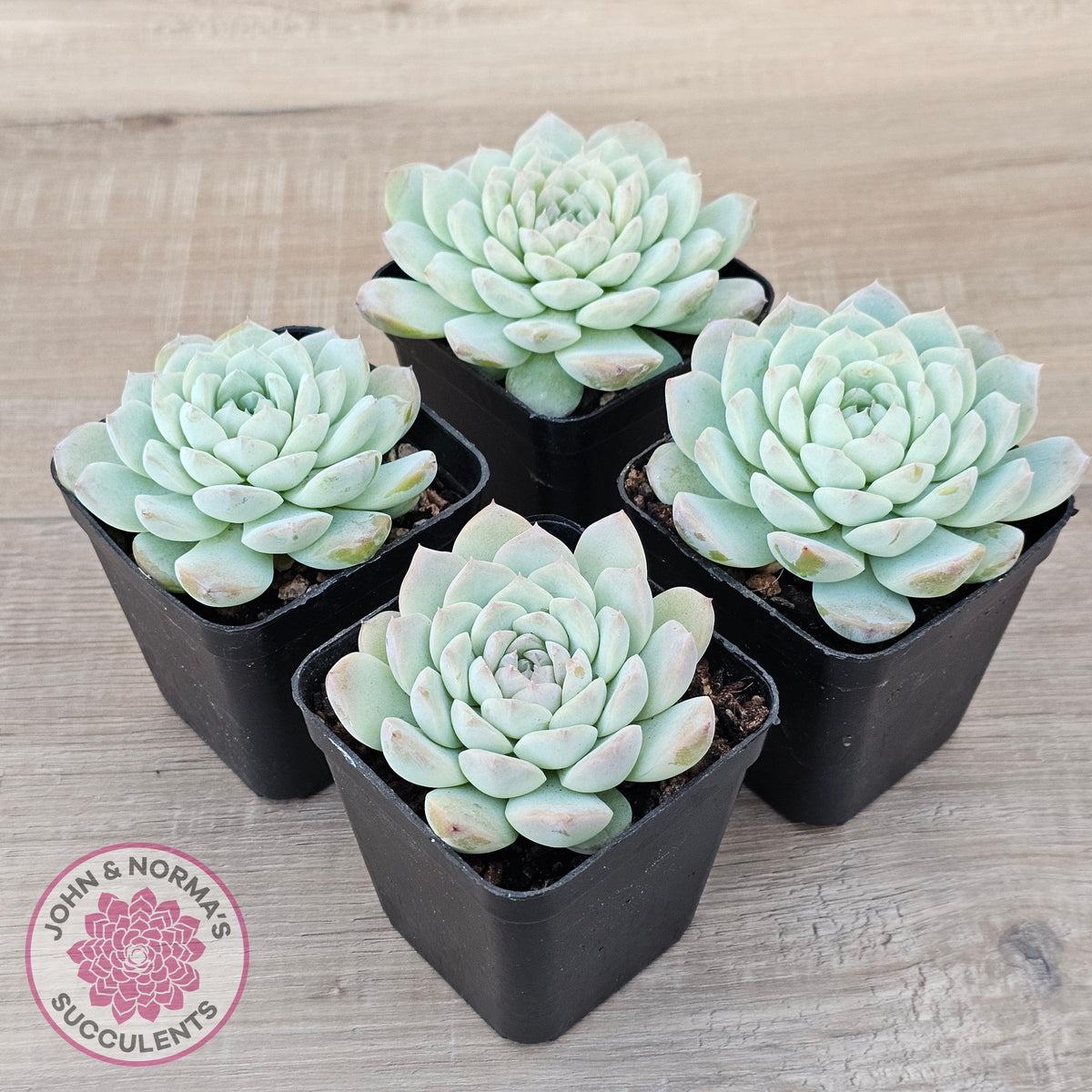 Echeveria 'Apparition'