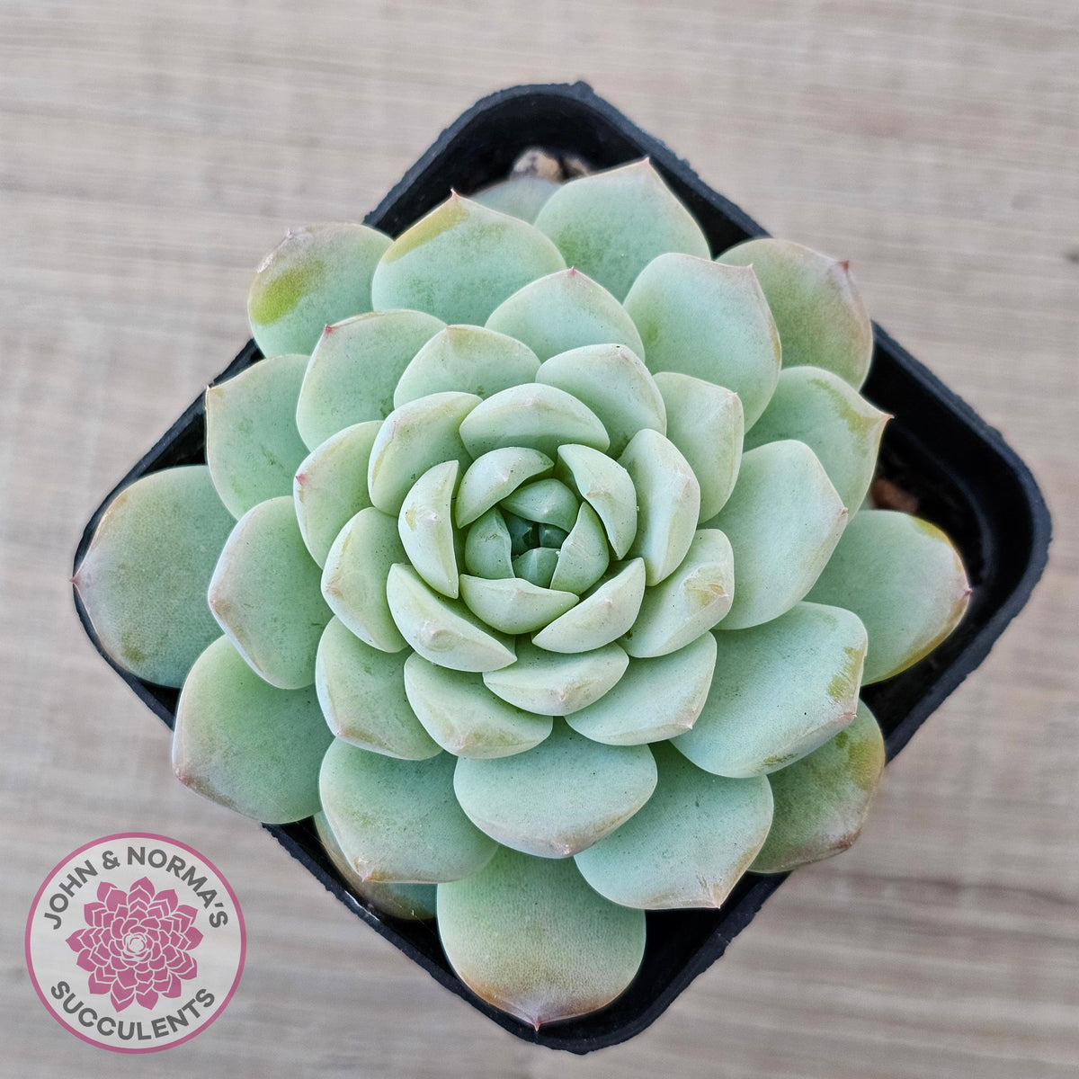 Echeveria 'Apparition'