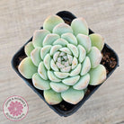 Echeveria 'Apparition'