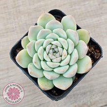 Load image into Gallery viewer, Echeveria &#39;Apparition&#39; - John &amp; Norma&#39;s Succulents Australia
