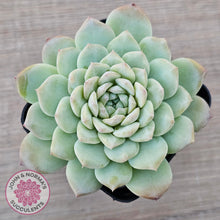 Load image into Gallery viewer, Echeveria &#39;Apparition&#39; - John &amp; Norma&#39;s Succulents Australia
