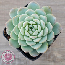 Load image into Gallery viewer, Echeveria &#39;Apparition&#39; - John &amp; Norma&#39;s Succulents Australia
