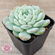 Load image into Gallery viewer, Echeveria &#39;Apparition&#39; - John &amp; Norma&#39;s Succulents Australia
