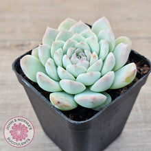 Load image into Gallery viewer, Echeveria &#39;Apparition&#39; - John &amp; Norma&#39;s Succulents Australia
