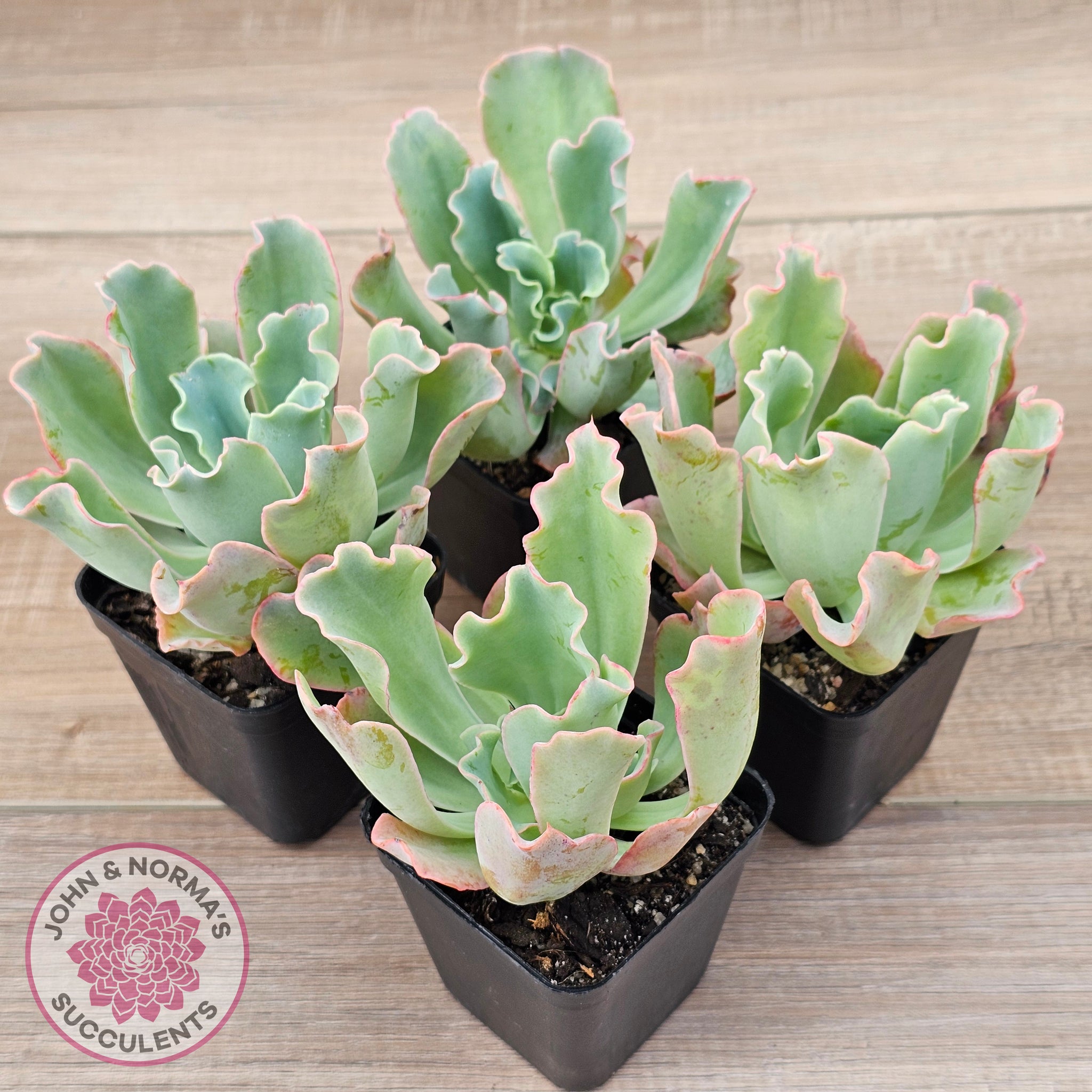 aquarius succulent Buy Echeveria 'Aquarius' Australia