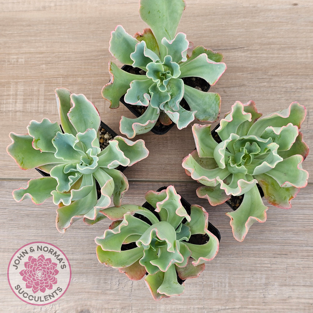 Echeveria 'Aquarius'