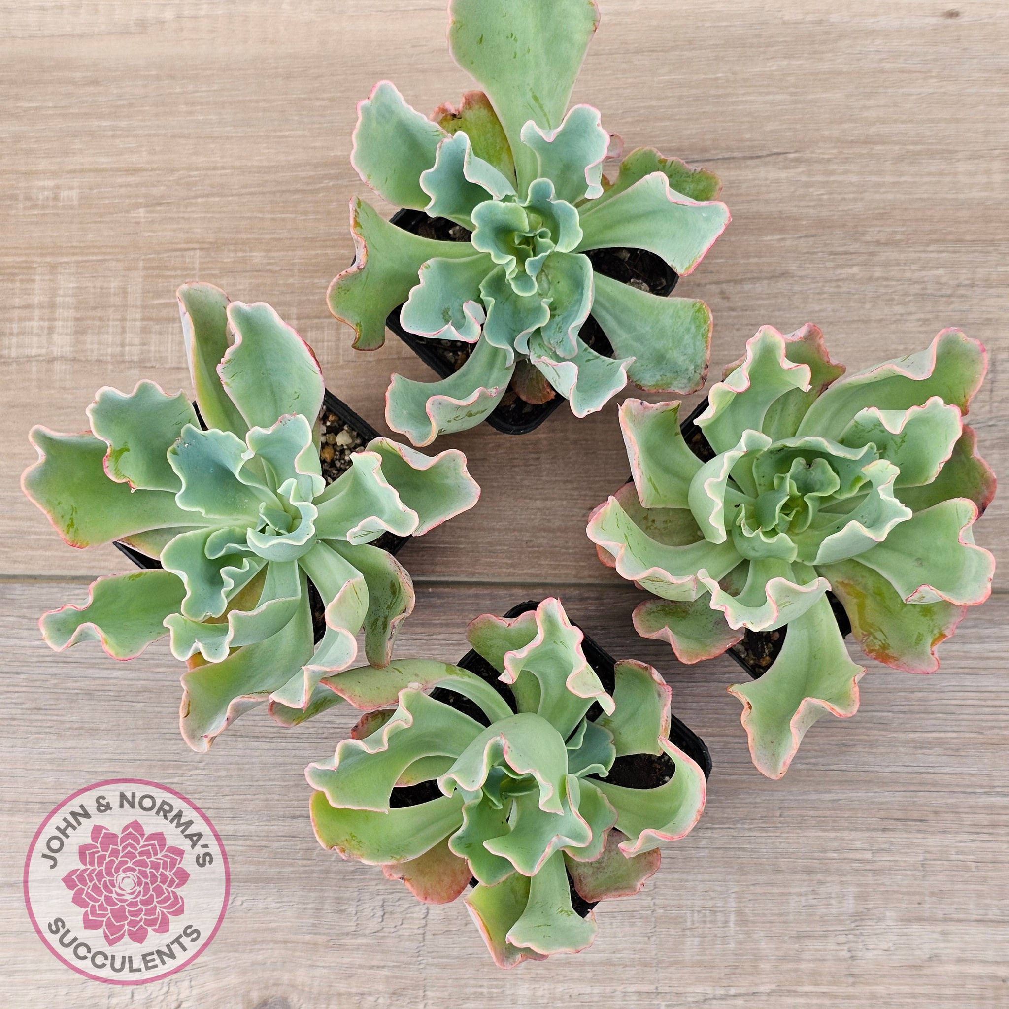 lady aquarius succulent Buy Echeveria 'Aquarius' Australia